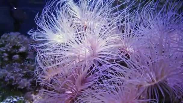 Morski Anemon Poruszający Się Pod Wodą Natura Podwodny Materiał — Wideo stockowe