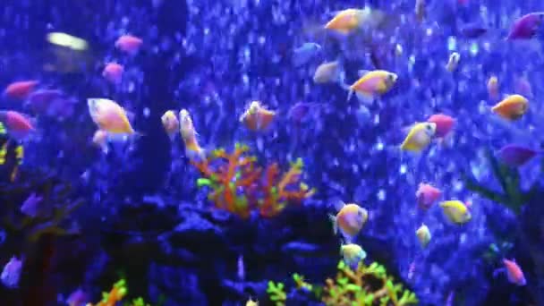 自然の水中の海の生活の背景として青い水の中の熱帯魚 フルHd映像クリップ — ストック動画