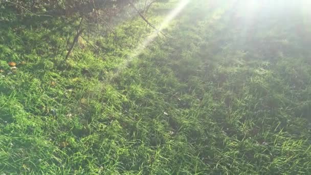 Champ Herbe Verte Avec Soleil Printemps Fond Nature Clip Vidéo — Video