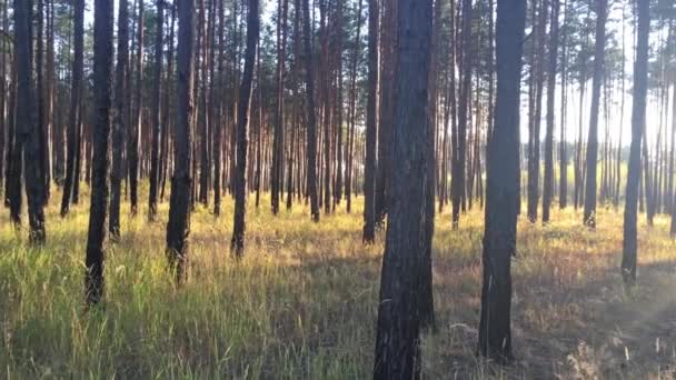 Pôr Sol Floresta Pinheiros Luz Solar Através Árvores Grandes Filmagem — Vídeo de Stock