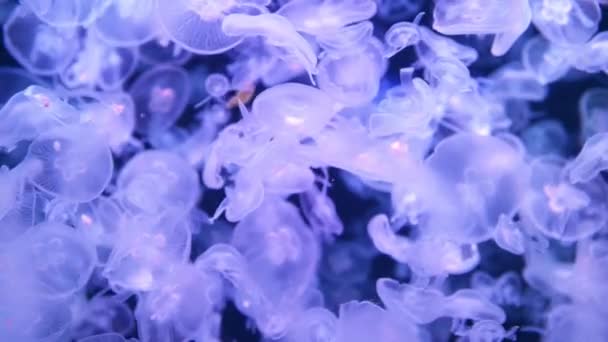 Many Jellyfishes Aurelia Aurita Water Nature Sea Life Background Full — Stock Video