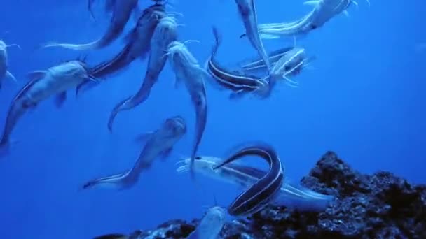 Paling Meervallen Vissen Plotosus Anguillaris Als Natuur Onderwater Leven Achtergrond — Stockvideo