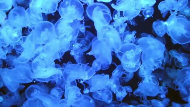 Vele Kwallen Vissen Aurelia Aurita Blauw Water Als Natuur Zeeleven — Stockvideo