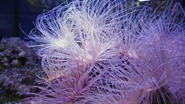 海葵在水下移动 自然水下4K镜头 — 图库视频影像