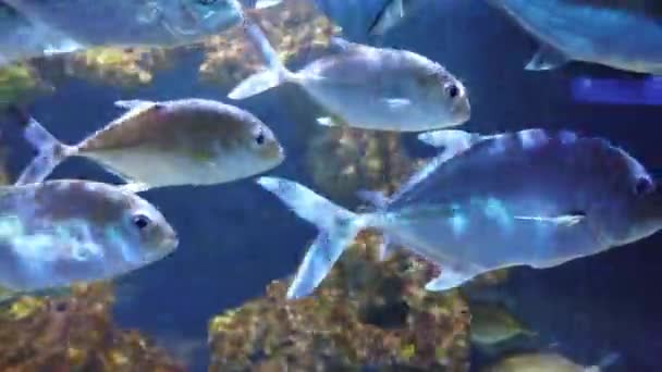Рыбы Аквариуме Тропический Конный Глаз Caranx Latus Природный Подводный Фон — стоковое видео