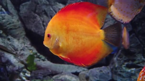 Akvaryum Görüntülerinde Tropikal Renkli Balıklar Symphysodon — Stok video