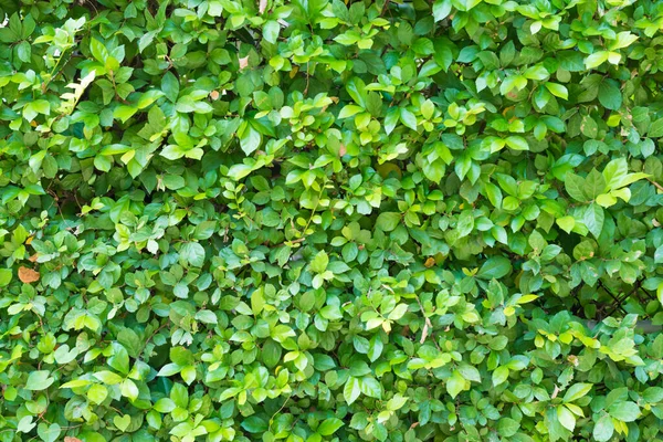 Closeup View Green Plant Foliage Texture Tiny Leaves Can Used — Stock Photo, Image