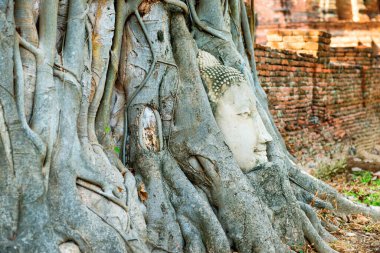 Wat Mahathat tapınağının yıkıntılarındaki ağaç köklerinde Buda 'nın kafasının yakın görüntüsü. Ayutthaya, Tayland 'ın eski tarihi ve dini başkenti