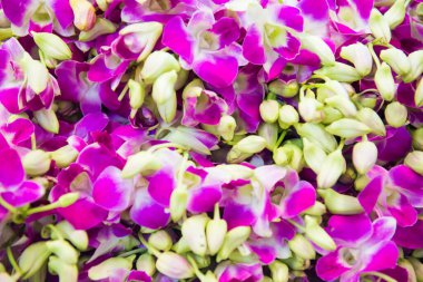 Pek çok pembe ve mor tropikal orkide çiçeğinin yakın görüntüsü. Doğanın çiçek arkaplanı olarak kullanılabilir