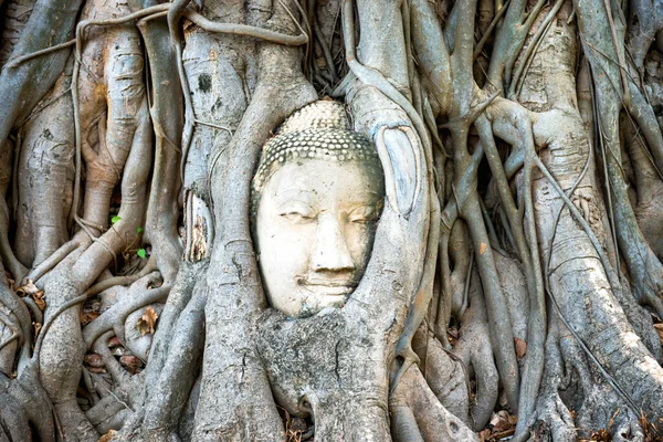 Detailní Pohled Buddhovu Hlavu Kořenech Stromů Troskách Chrámu Wat Mahathat — Stock fotografie