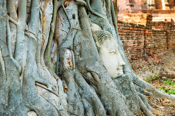 Nahaufnahme Von Buddha Kopf Baumwurzeln Den Ruinen Des Wat Mahathat — Stockfoto