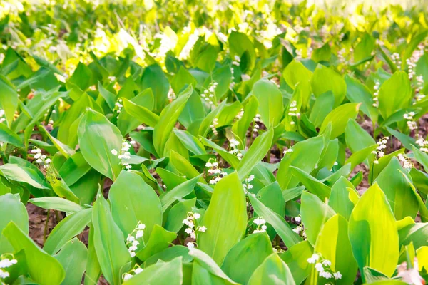 Champ Vert Fleurs Forêt Blanche Lis Vallée — Photo