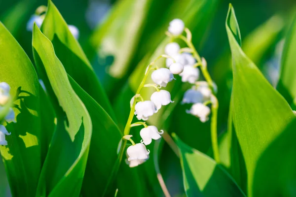 Dzikie Białe Kwiaty Lilia Dolinie Lesie Makro Zbliżenie — Zdjęcie stockowe