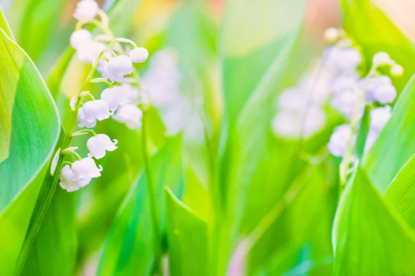 Dzikie Białe Kwiaty Lilia Doliny Makro Shot — Zdjęcie stockowe