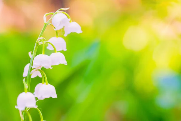 Dzikie Białe Kwiaty Lilia Doliny Makro Shot — Zdjęcie stockowe