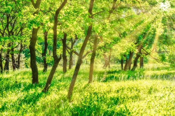 Tronco Árvore Parque Com Campo Grama Verde Luz Solar — Fotografia de Stock