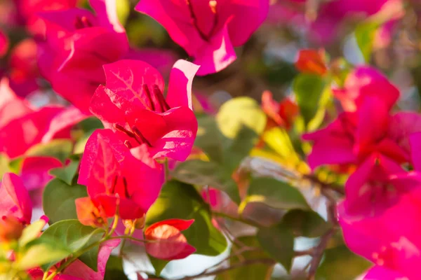 熱帯の庭にあるブーゲンビリアの美しいピンクの花で咲く花の枝 — ストック写真