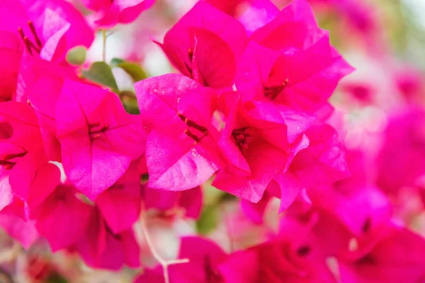 熱帯の庭に咲くブーゲンビリアの美しいピンクの花 花の背景として使用できます — ストック写真