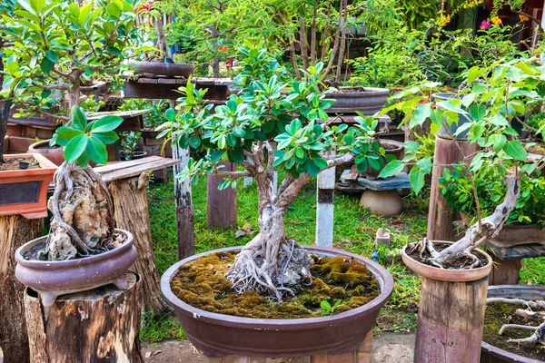 Beautiful Small Bonsai Trees Green Leaves Old Pots Oriental Garden — Stock Photo, Image