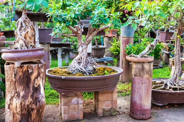 Beautiful Small Bonsai Trees Green Leaves Old Pots Oriental Garden — Stock Photo, Image