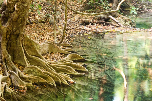 Raíces Árboles Tropicales Agua Verde Del Arroyo Que Fluye Parque — Foto de Stock