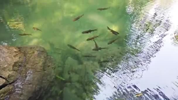 Bassin de poissons (poisson médecin ou garra rouge, poisson à grignoter) nageant en cascade dans la forêt verte. Clip vidéo 4K 