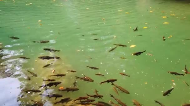 Fischschwärme Doktorfische Oder Rotgarra Knabberfische Schwimmen Klaren Wasser Des Wasserfalls — Stockvideo