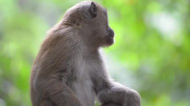 Ağaçlı yeşil tropikal ormandaki bir ağaçta oturan sevimli erkek vahşi maymun portresi. Tam HD video klibi