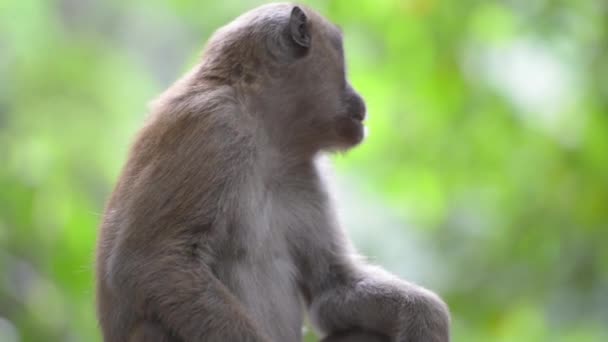 描述一只雄性可爱的野生猴子坐在绿油油的热带森林里的一棵树上 与树木为伴 全高清视频剪辑 — 图库视频影像