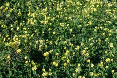 Sarı çiçekli tarla