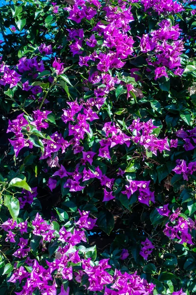 Фіолетові квіти в цвітіння — стокове фото