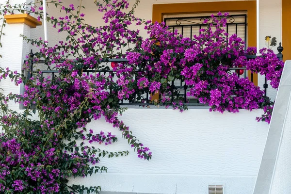 Flores de color púrpura en flor — Foto de Stock