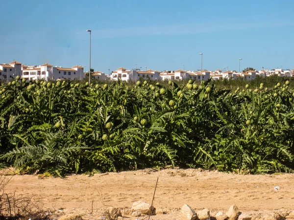 Artichokes in a field — Stock Photo, Image