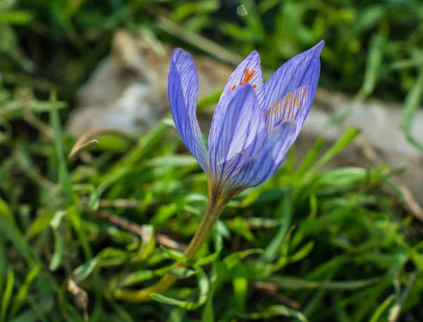 Herfst blauwe krokus bloem — Stockfoto