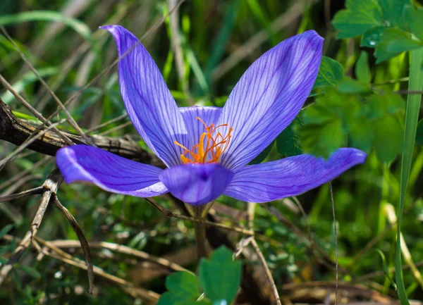 Fiore di croco blu autunnale — Foto Stock