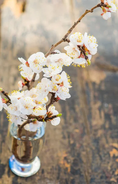 Spring concept with peach blooming — Stock Photo, Image