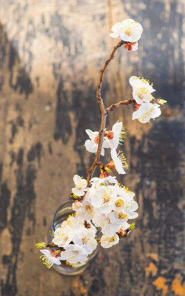 Spring concept with peach blooming — Stock Photo, Image