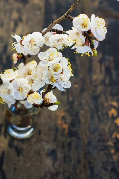 Spring concept with peach blooming — Stock Photo, Image