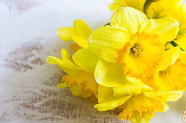 Spring concept with bright yellow daffodil flowers — Stock Photo, Image