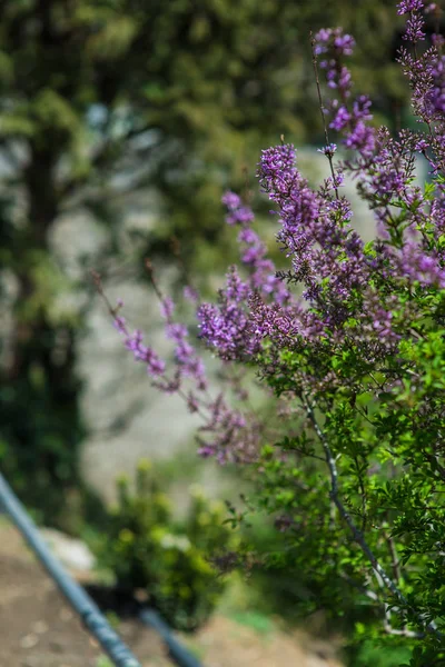 Blooming lilac bushes — Stock Photo, Image