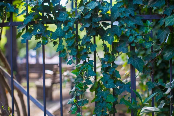พืชไอวี่บนบอร์ดเดอร์ — ภาพถ่ายสต็อก