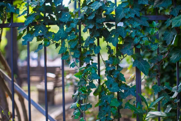 Ivy plant on boarder — Stock Photo, Image