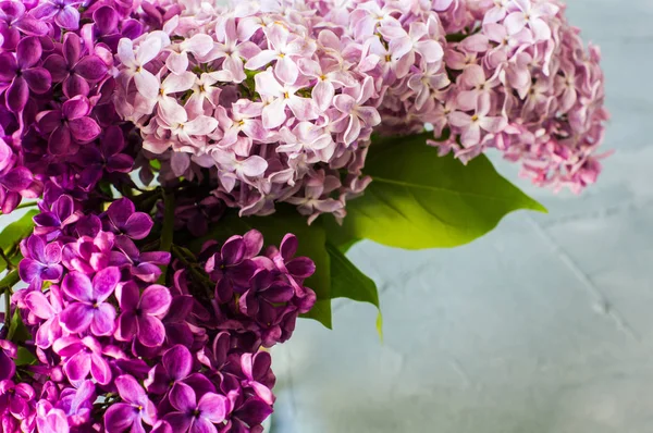ライラック色の花と春のコンセプト — ストック写真