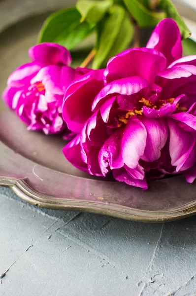 Summer floral concept with peonies — Stock Photo, Image