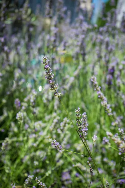 Summer lavender flowers in a field — Stock Photo, Image