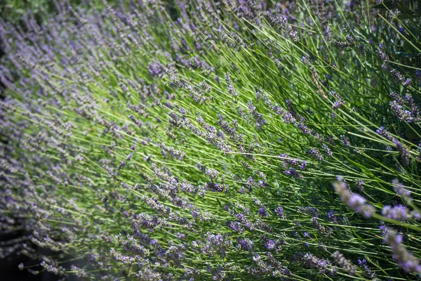 田野里的夏薰衣草花 — 图库照片