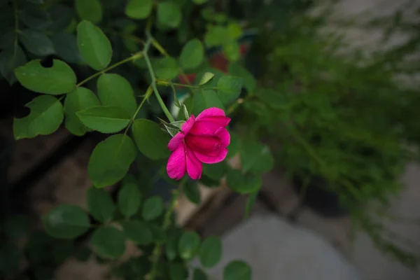 Rote Rosenknospe — Stockfoto