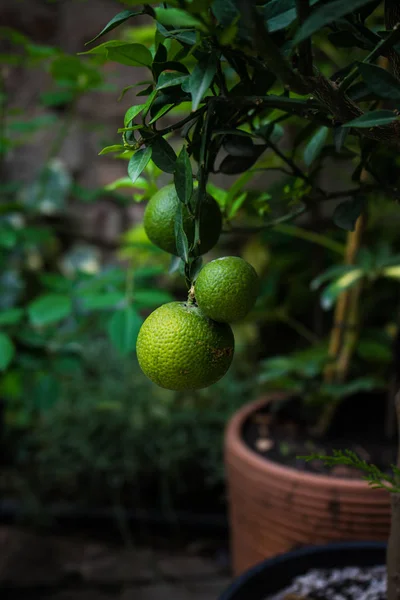 Fruits de lime biologique — Photo