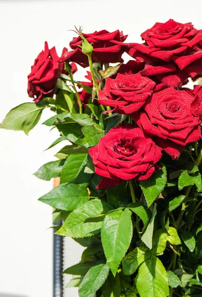 Κόκκινα τριαντάφυλλα με σταγόνες — Φωτογραφία Αρχείου