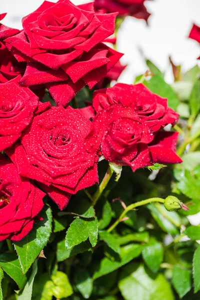 Κόκκινα τριαντάφυλλα με σταγόνες — Φωτογραφία Αρχείου